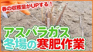 家庭菜園や農園でアスパラガスを春から収量UPする秘訣！寒肥作業のポイントを徹底解説【農園ライフ】