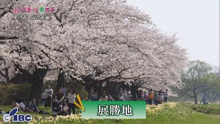 ぶっくまーく岩手　＃１３１「展勝地の桜」岩手県北上市　【里の花山の花編】