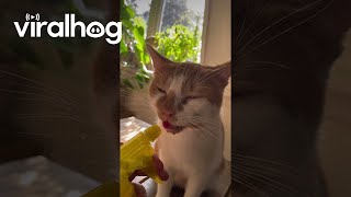 Cat Drinks Water Out of a Spray Bottle || ViralHog