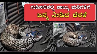 Leopard Gives Birth To Four Cubs In A Hut In Nashik | Vijay Karnataka