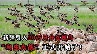 蝗虫还够吃吗？20万只粉红椋鸟到达新疆地区，“鸟蝗大战”开始！