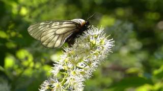 Japanese Clouded Apollo on Japanese Bird Cherry 交尾嚢付きのウスバアゲハ♀がウワミズザクラを訪花吸蜜