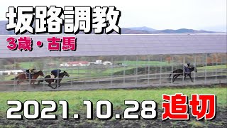 【坂路】2021.11.03【調教】入厩を控えた現役競走馬の追い切り