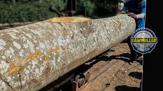 Woodworking Projects Skill | Sawing Giant Albasia Wood in Sawmill Operation