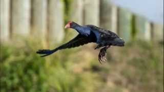 Pukeko Flight