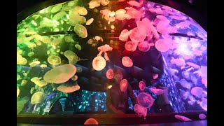 西日本最大のクラゲ５千匹展示　京都水族館