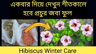 জবা ফুল গাছের শীতকালীন পরিচর্যা ।। Hibiscus winter care ।। Joba gacher jotno