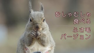 【ふさ毛】ひまわりの種をむしゃむしゃ食べるニホンリス（冬バージョン）