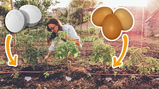 Try THIS to BOOST your tomato harvest! | Living in the Loire