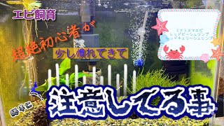 大磯砂でレッドビーシュリンプ飼育　超絶初心者が気をつけてる事いくつか