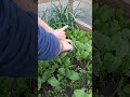 Harvesting salad greens now daily!  #springgreens #greensalad #greenfood