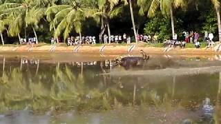 Kambala At Moodlakatte Kundapura