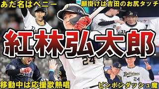 【未完の大器】オリックス・紅林弘太郎の面白エピソード50選 #紅林弘太郎 #オリックス #バファローズ #オリックスバファローズ