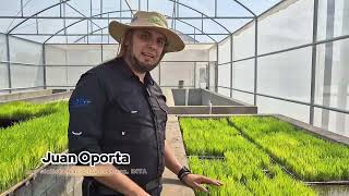 Establecimiento de Semilleros de Cultivo de Arroz #INTARecomienda