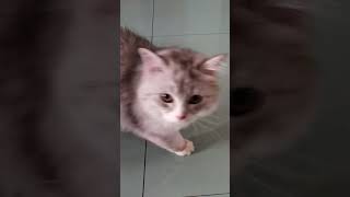 猫：家人们谁懂啊，这个下头男连面包也不给我吃！ #pets #cuteanimals #calming #shorts #cat #catvideos #猫咪  #funny #cutecat