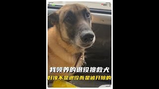 #狗狗的心思都写在脸上了 #养狗的乐趣 #萌宠出道计划