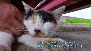 魚くれくれ野良猫はこんな所に住んでます。【魚くれくれ野良猫】