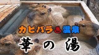 【動物】カピバラ温泉 華の湯 須坂市動物園 Capybara hot spring【長野県須坂市】