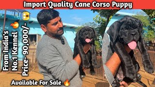 Price-90,000/- 😱 Puppy Available For Sale 🔥 | Import Quality Cane Corso Puppy For Sale | Cane Corso