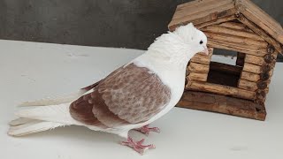 Pigeon video Армянские бойные голуби ( масть кудули )