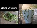 String Of Pearls | How To Repot & Care For String Of Pears #stringofpearls #succulents #propagation