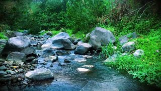 Mountain stream flowing, Forest river stream, Flowing water, white noise for sleeping