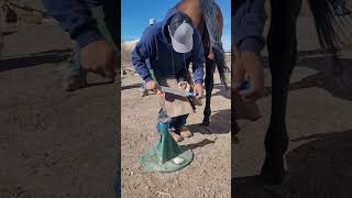 ELPO Farrier School Week 4