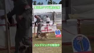 愛知県クラブ連合会展でお友だちのブルドッグをハンドリングさせてもらった！