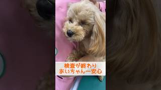 【門脈体循環シャント】大きな病に立ち向かう小さなわんこの術前検査#動物病院 #トイプードル #かわいい #いぬのいる生活