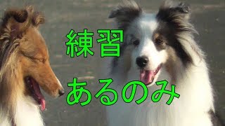 【可愛いシェルティ】ゆずちゃんいちごちゃん訓練動画