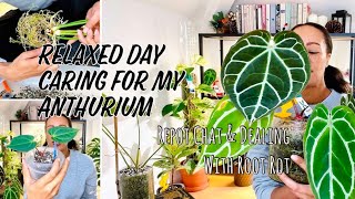 Anthurium Care Day 💚 Lets Chat Soil Mix Watering Dealing With Root Rot + Some Really Cool Updates 🧚🏽