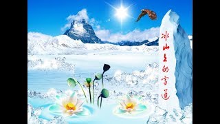 冰山上的雪莲 Snow Lotus on Glacier Mountains