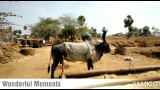 Majestic Kangayam Bull | Native Livestock | Salem | Wonderful moments