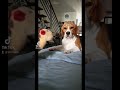 beagle not being friendly 🐶🐶🐶 beagle friendly friends subscribe shorts