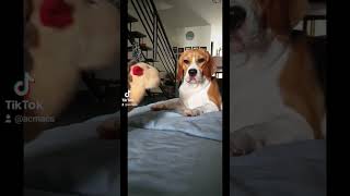 Beagle not being friendly 🐶🐶🐶 #beagle #friendly #friends #subscribe #shorts