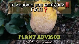 My lemons are rotting‼️Why❓CITRUS PHYTOPHTHORA ROOT ROT‼️Causes | Symptoms | Coping