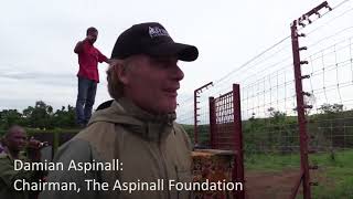 Four gorilla brothers from Kent travel back to the wild with The Aspinall Foundation