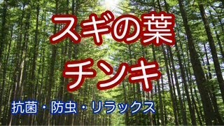 【杉の葉チンキの作り方】抗菌・防虫・抑うつ改善・リラックス　How to Make Cedar Leaf Tincture