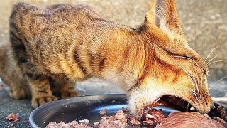 A cat that eats while groaning