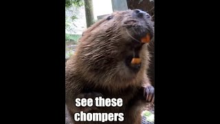 Corporate Beaver