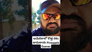 అమెరికాలో కొత్త రకం జామకాయ Pineapple Guavas, feijoa, ఇది మీరు ఎప్పుడైనా తిన్నారా? USA telugu vlogs