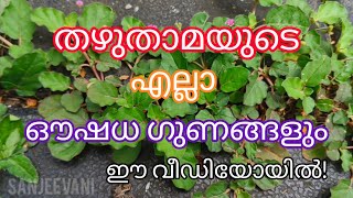 തഴുതാമയുടെ ഔഷധ ഗുണങ്ങൾ / Punarnava / #തഴുതാമ #malayalam #facts #punarnava #urineinfection