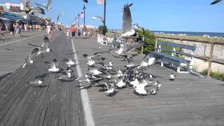 Seagulls fighting over a slice of pizza on the boardwalk in Ocean City,NJ