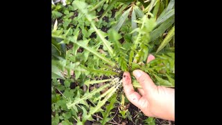 คนไทยทำอาหารจากวัชพืชได้อย่างไร ทำแกงไทยจากผักฟันสิงโต | I make a soup from Dandelion