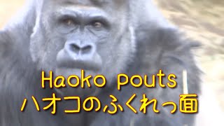 Haoko pouts　Gorilla at Ueno Zoo　ハオコ　ふくれっ面をする　上野動物園のゴリラ