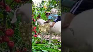 monkey and goat friendship #viral #funny #trending #shorts