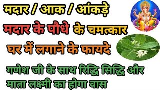 सफेद आक के फायदे/मदार के चमत्कार/आंकड़े का पौधा घर में लगाने की विधि इसको लगा लिया किस्मत बदल जाएगी