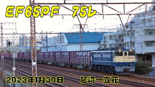 【貨物列車】EF65PF 75ﾚ【2023年1月20日】