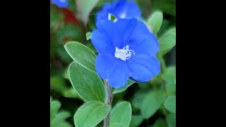 藍星花-把握當下（佛陀的教導）藍星花的種植方法。