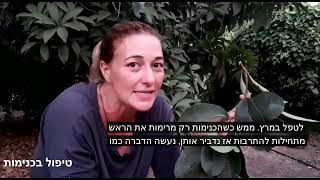 משתלת ולך-כנימות שמזהים באמצעות פייחת על העלים